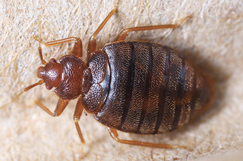 专业灭臭虫服务